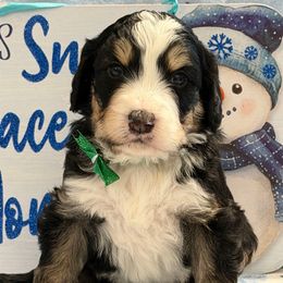 Gabby - Tri-color female Bernedoodle puppy in Phelan, California from PuppyPaws4U