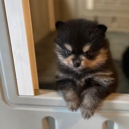 Pomeranian Puppies from Nikki’s lil Pomeranians