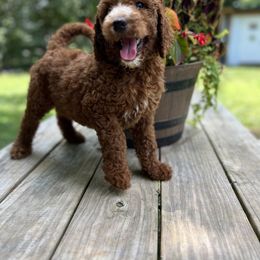 Goldendoodle and Poodle Puppies from Oodles of Doodles, NC