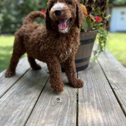 Goldendoodle and Poodle Puppies from Oodles of Doodles, NC