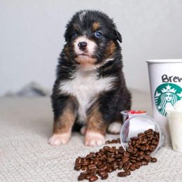 Australian Shepherd Puppies from Badlands Australian Shepherds