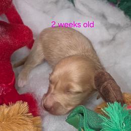 Moonflower - Cream female Dachshund puppy in Bristol, Tennessee from It's Mini Wieners Baby
