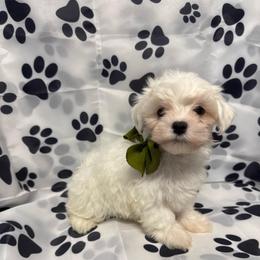 Cooper-READ information-Ready now - White male Maltese puppy in Asheville, North Carolina from TCBs Glowing Maltese