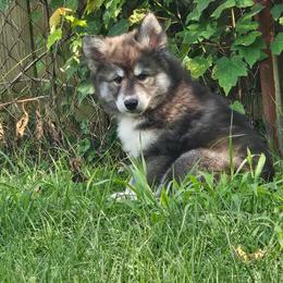 Tayto - Agouti and white male Siberian Husky puppy in Louisville, Kentucky from Wild Hunt Huskies