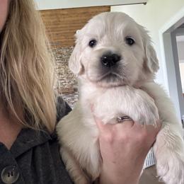 Golden Retriever Puppies from Suncoast Goldens