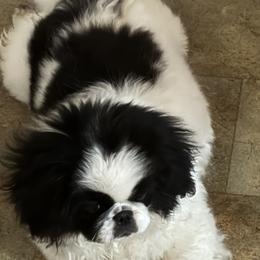 Pekingese from Pekingese Zoo
