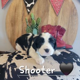 Shooter - White and black male English Springer Spaniel puppy in 5 Points, Tennessee from Tenn South Springer Spaniels