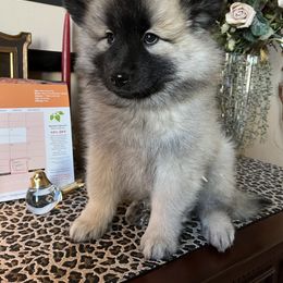 Girl 2 - Red Eurasier puppy in Soap Lake, Washington from Falling Cedar Farm Samoyeds and Eurasier’s