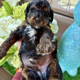 Blue collar - Black and tan male Cavapoo puppy in Indiahoma, Oklahoma from Farm Fresh Doodles