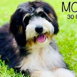 Bella - Bernedoodle
