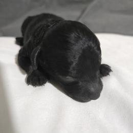 Louie - Black male Poodle puppy in Lucedale, Mississippi from Simply Poodle