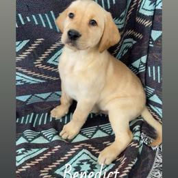 Benedict - Yellow male Labrador Retriever puppy in Wyalusing, Pennsylvania from Cooley’s Labradors Retrievers