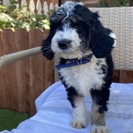 Sheepadoodle Puppies from Sunflower Family Farms