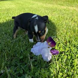 Lily - Black white and tan female Rat Terrier puppy in Lebanon, Virginia from Majestic Valley Farms