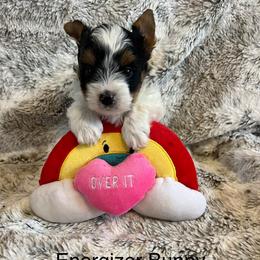 Energizer Bunny - Blue tan and white male Biewer Terrier puppy in Chester, South Carolina from Classic Biewers