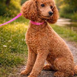 Daisy - Poodle