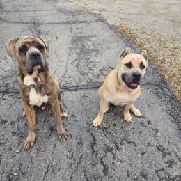 Cane Corso puppies from Hillside corsos