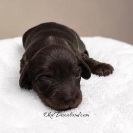 Nash - Chocolate and tan male Dachshund puppy in Oklahoma City, Oklahoma from OkieDoxieland Dachshunds