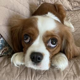 Dottie - Cavalier King Charles Spaniel