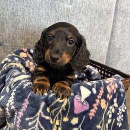 Barley - Black and tan male Dachshund puppy in Crossville, Tennessee from Golden Critter Farm