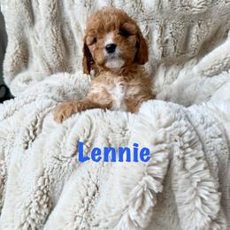 Lennie - Red male Cavapoo puppy in Calumet, Oklahoma from H&H Cavapoos