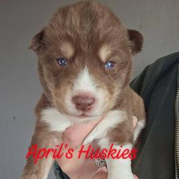 Red collar boy - Red and white male Siberian Husky puppy in Terre Haute, Indiana from April's Huskies