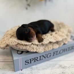 Lilac - Black and tan female Cavapoo puppy in Mesa, Arizona from Floralie Doodles