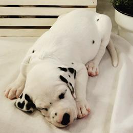 Dalmatian Puppies from Spotted Way Dalmatians