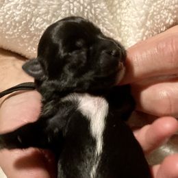 Maltipoo, Morkie, and Yorkipoo Puppies from Danza Bolo