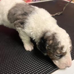Blanche - Merle female Bernedoodle puppy in Winfield, Alabama from Rose Lane Doodles