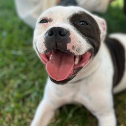 Shiner - Staffordshire Bull Terrier
