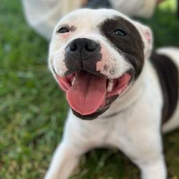Shiner - Staffordshire Bull Terrier