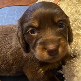 WILLOW CKC FULL RIGHTS - Chocolate and tan female Dachshund puppy in Elizabethtown, Kentucky from Teeny Tiny Puppy Tails