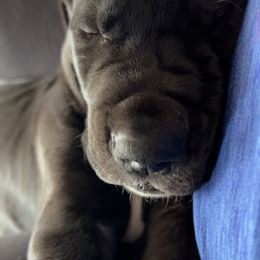 Great Dane Puppies from Old Orchard Danes