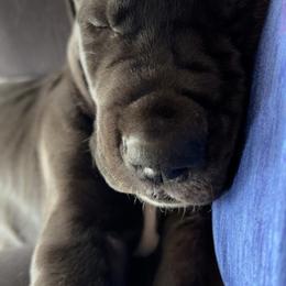 Great Dane Puppies from Old Orchard Danes