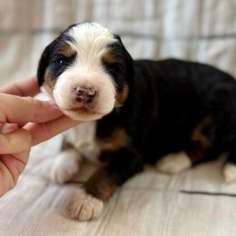 Wilbur- black collar - Tri-color male Bernedoodle puppy in Colorado Springs, Colorado from Mercy Mountain Bernedoodles