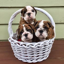 English Bulldog Puppies from Michaeline Jablonski