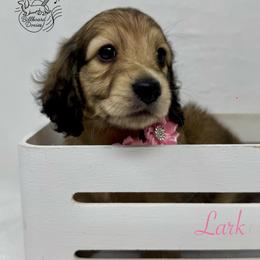 Lark - Cream female Dachshund puppy in Pulaski, Tennessee from Billboard Doxies