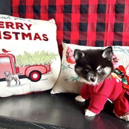 Torvi - Black and white female Pomsky puppy in Cave Creek, Arizona from Arizona Luxury Pomskies