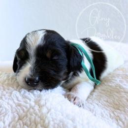Teal - Tri-color female Bernedoodle puppy in Rockwall, Texas from Glory Doodles