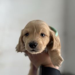 Girl 3 - Cream Dachshund puppy in Las Animas, Colorado from J&D Dachsies