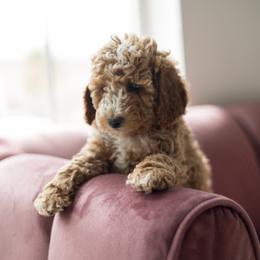 Goldendoodle Puppies from Dashing Doodle Pups