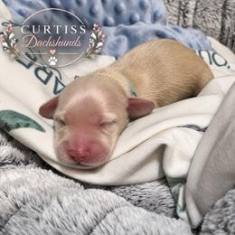 4th Born ee Cream - Cream male Dachshund puppy in Rochester, Washington from Curtiss Dachshunds
