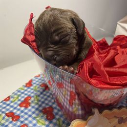 Rhubarb - Chocolate male Great Dane puppy in Salem, Oregon from Gigantes de Cervantes