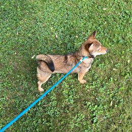 Rocket - Shiba Inu