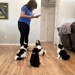 Aussiedoodle Puppies from Ever After Mini Doodles