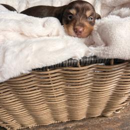 Rachel - Chocolate and tan female Dachshund puppy in Broomfield, Colorado from Jessi’s Longdog Lounge