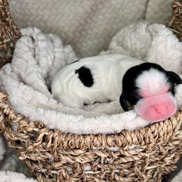 Nova - Black white and tan female English Springer Spaniel puppy in Swainsboro, Georgia from Sweet Georgia Springers