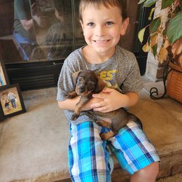 Dachshund Puppies from Two River Wirehaired Dachshunds