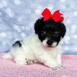 Abigail - Parti female Poodle puppy in Monroe, North Carolina from Toy Poodle Shenanigans